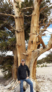 3,000 yr-old Bristlecone Pine