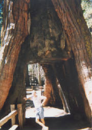 California Giant Redwoods